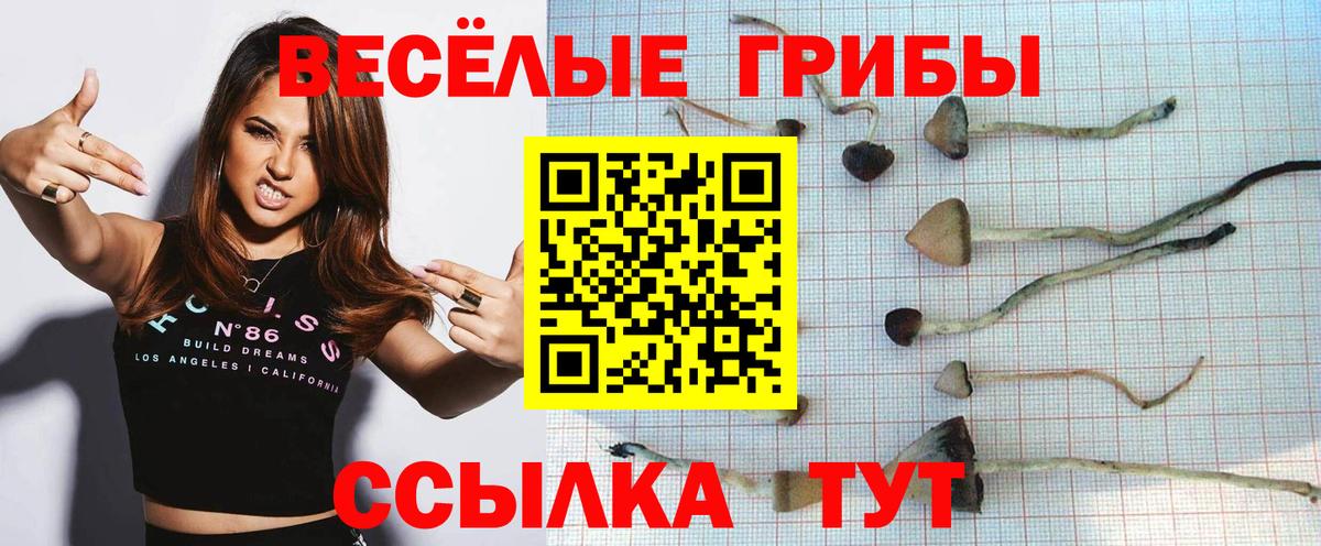Псилоцибиновые грибы Psilocybine cubensis Гулькевичи